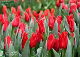 Tulipa Pretty Woman ® (3)